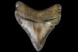 Posterior, Fossil Megalodon Tooth - Georgia #90054-2
